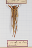 CollectionObject 1505902; dc81cfb3-7470-4947-9e55-0cfebf6205ae: female, on drawer (holotype). (CollectionObject).