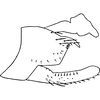 Pygofer, lateral view on Dikrella (Dikrella) affinis (Osborn, 1928): Pygofer, lateral view. (Observation).