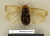 CollectionObject 1572965; d182be59-286b-4d24-8462-e17ffd8e5ee8: Copyright Natural History Museum, London. Non-type (adult female) in BM(NH). Ventral view. (CollectionObject).