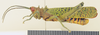CollectionObject 1518450; 71b5ae56-95d4-4290-916a-7eb9bdf9a132: male, lateral view (neotype). (CollectionObject).