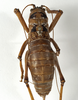 CollectionObject 1530609; 2354f80b-e95d-4349-a26e-1e9cafaeb587: female, dorsal view. (CollectionObject).