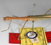 CollectionObject 1560064; d23926ac-6161-4256-921d-12a3deaa8fb7: copyright MNHU, Berlin. female: head & thorax, lateral view of Phasma prasinum (lectotype). (CollectionObject).