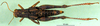 CollectionObject 1502324; 2358f8fc-5b4d-423b-a9fb-515755fd94f2, DORSA BA000814S03: female, dorsal view (syntype). (CollectionObject).