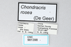 CollectionObject 2833378; CNCI 981398, 95e6c135-ba56-4bcb-8cd9-07d633ee03c8: (CollectionObject).