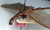 CollectionObject 1560991; NMW 227, 7fa38c3f-f13b-4740-bc05-bac1a831a840: copyright NMW, Vienna. female: head and thorax, lateral view (holotype). (CollectionObject).