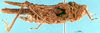 CollectionObject 1505426; 2a9a4f43-b703-4611-a487-dd95de7e47de: female, lateral view (paratype). (CollectionObject).