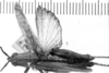 CollectionObject 1524861; 07750dcb-4b78-4a54-8f42-e7d755288f0e: Image Carbonell, C.S. female, dorsal view (holotype). (CollectionObject).