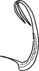 Aedeagus, lateral view: !! display not done !! on Colladonus collaris (Ball, 1902): (Observation).