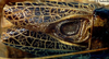 CollectionObject 1533122; 95482732-abc8-4f1c-a4f7-30ee2c9b5061, USNM 15051: male tegmina (holotype). (CollectionObject).