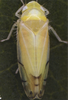 Habitus, dorsal view on Eurhadina (Eurhadina) ribauti Wagner, 1935: Habitus (male). (Observation).