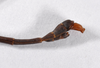 CollectionObject 1558076; d22f82d3-4d2f-47f8-8389-af10b2f28fca: copyright ZMHB, Berlin. male: end of abdomen, lateral view (holotype). (CollectionObject).