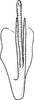 Aedeagus, ventral view on Cicadula (Henriana) frontalis (Herrich-Schäffer, 1835): Aedeagus, ventral view. (Observation).