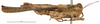 CollectionObject 1521835; OUM 717, 53802070-5e3e-41fd-ac7d-7f0ded875df9: male, lateral view (holotype). (CollectionObject).