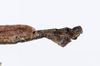 CollectionObject 1590097; af7e167e-363e-429a-845b-30938c26dd53: copyright MNHN, Paris. male: end of abdomen, lateral view (holotype). (CollectionObject).