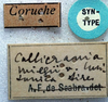 CollectionObject 1516721; 7ff4357a-65a0-4095-85e3-878ced2bc3bc: labels (syntype). (CollectionObject).
