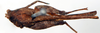 CollectionObject 1585249; e4aa2182-69e9-48cc-9056-303dcadb2b23: female, dorsal view (syntype). (CollectionObject).