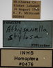 Other on Athysanella (Athysanella) stylosa Blocker, 1988: Labels - female. (Observation).