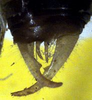 Phlugiolopsis (Phlugiolopsis) henryi Zeuner, 1940: male cerci (paratype). (Otu).