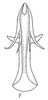 Aedeagus, ventral view: !! display not done !! on Atanus viridis Linnavuori, 1955: Aedeagus, ventral view. (Observation).
