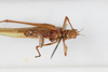 CollectionObject 1505681; bd75f36b-ca28-4097-835e-6cf12b12c842: female, ventral view (syntype #1). (CollectionObject).