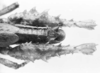 CollectionObject 1524865; 4003504b-c814-44e8-9574-2fa34cf485a1: male, abdomen end, dorsal view (holotype of Nicarchus enyalius). (CollectionObject).