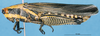 CollectionObject 1537631; 73e85330-7646-4751-a726-3c36cfddd034: female, lateral view (paratype). (CollectionObject).