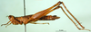 CollectionObject 1589652; e65841b6-6740-4b78-bb6a-fee71abf38ae: female, lateral view (allotype). (CollectionObject).