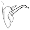 Leiotettix flavipes Bruner, 1906: Fig. 29. distal portion of phallic complex, lateral view. (Otu).