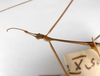 CollectionObject 1557962; 7dadf8b1-eeca-4edb-82ac-3820d481ed4a: copyright ZMHB, Berlin. male, head & thorax (holotype). (CollectionObject).