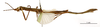 CollectionObject 1557511; 31febec1-04d1-467a-bd5c-8e2d24e9bdba: copyright MNHN, Paris. female, lateral view (holotype). (CollectionObject).
