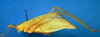 CollectionObject 1500498; ae7554a1-d52f-4b27-9f99-a0a4c860a665: male, lateral view (syntype). (CollectionObject).