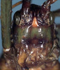 CollectionObject 1532909; da5113a6-8147-4dd5-a301-89e3845a1b33: female face (paratype). (CollectionObject).