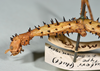 CollectionObject 1556966; a89197eb-23aa-4902-b0f8-bc0103067a78: copyright CMNZ, Christchurch. female of synonym Acanthoxyla suteri: head & thorax, lateral view (syntype). (CollectionObject).