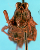 CollectionObject 1540061; c72bded2-534a-4132-8fde-bce62c7f700e: female, lateral view (allotype). (CollectionObject).
