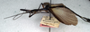 CollectionObject 1560955; NMW 154', a7804018-a12b-44a7-9355-1e5635a04b99: copyright NMW, Vienna. male, lateral view (syntype). (CollectionObject).