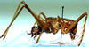 CollectionObject 1522607; f2f7a102-fc5b-44f6-9991-3d17167531bf: male, lateral view (holotype). (CollectionObject).