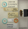 CollectionObject 1596612; 81003558-a980-42f4-9036-3da956169dfd: Lygaeus teapensis. Syntype. (BMNH) - (CC BY-NC 4.0) Photo by Stuart Cole, reproduced with permission from the Natural History Museum, London, UK. (CollectionObject).