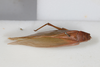 CollectionObject 1505885; e09d9024-f103-42e3-819c-517dfd55be31: female, dorsal view (holotype). (CollectionObject).