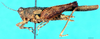 CollectionObject 1505083; 13788a30-c5e2-4127-aa28-9b3d2aeae8d2: female, lateral view. (CollectionObject).