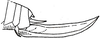 Diophanes salvifolius salvifolius (Lichtenstein, 1796): Fig. 173 b. female ovipositor (24.5-26 mm). (Otu).