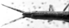 CollectionObject 1586846; 3fbf8c9b-4488-470d-bc06-8b09dccb7aab: Image Carbonell, C.S. female head and pronotum, dorsal view (paralectotype). (CollectionObject).