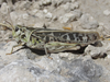 Pardalophora haldemanii (Scudder, 1872): female (Pleasant Ridge Road, about 4 miles north of Harrison, Nebraska, 23 June 2020). (Otu).