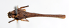 CollectionObject 1585078; 745f1305-aa9b-41d1-8e78-9e3dfb3d2235: female, dorsal view (paralectotype). (CollectionObject).