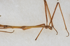 CollectionObject 1559010; b1b7af32-929c-4341-b187-0c427688e1ac: copyright USNM, Washington. (CollectionObject).;CollectionObject 1559011; 4b79db5f-56ee-41d9-945c-417a68134647: copyright USNM, Washington. (CollectionObject).