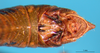 CollectionObject 1530676; bb2eff46-a62c-4d6c-9169-0e30a5663eaf: male abdomen tip (syntype). (CollectionObject).