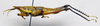 CollectionObject 1501069; 666ab749-683c-4037-b7df-8b85c90da1b5: male, lateral view (holotype). (CollectionObject).