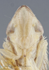 Head on Dicyphonia plura Beamer, 1936: Head/Face. Adult, Paramorphotype. (Observation).
