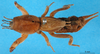 CollectionObject 1476220; fbbdad55-1fa0-4709-afbc-a548da485736, DORSA BG00220S01: dorsal view (syntype of Gryllotalpa borealis). (CollectionObject).