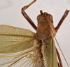 CollectionObject 1534629; bb18be66-d363-4e3f-9f38-58099e5cb291: female pronotum, dorsal view (lectotype). (CollectionObject).