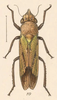 Habitus, dorsal view on Catorthorrhinus resimus Fowler, 1898: (Observation).